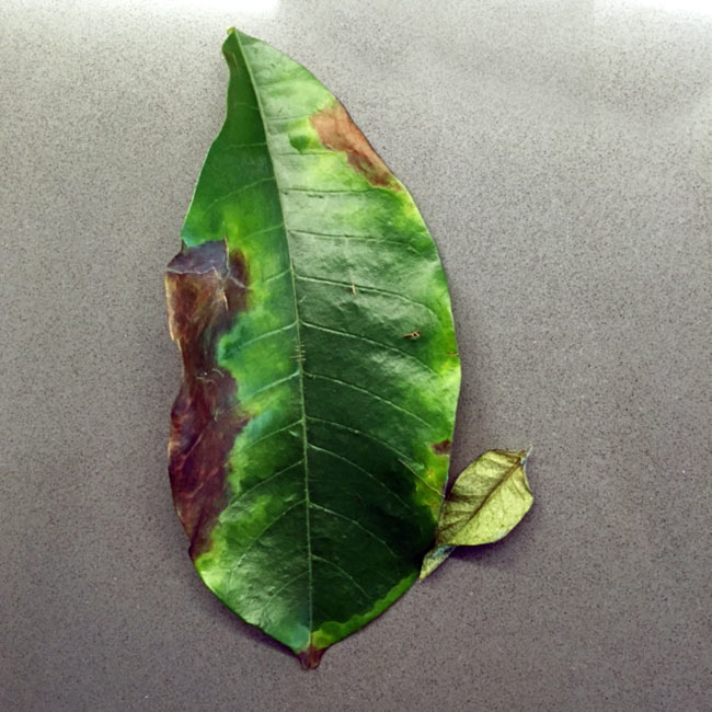 Why Do Leaves Have Brown Edges Dig It Right Dig It Right