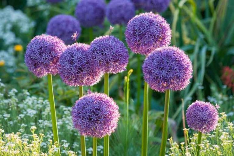 Globemasters are giants of the allium family Dig It Right Dig It Right