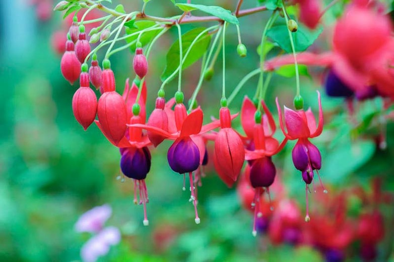 The best fuchsia varieties that you can grow Dig It Right Dig It Right