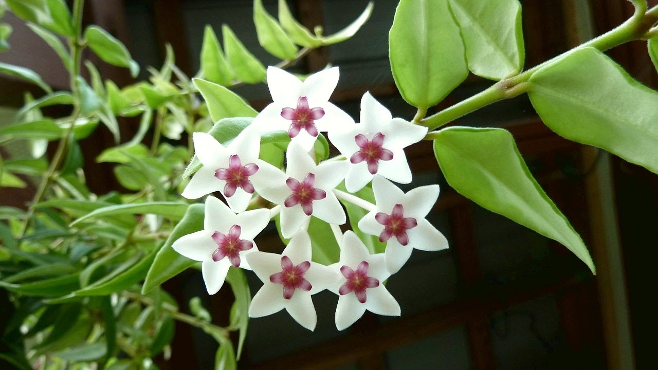 How to grow and care for Hoya Wax plants Dig It Right Dig It Right