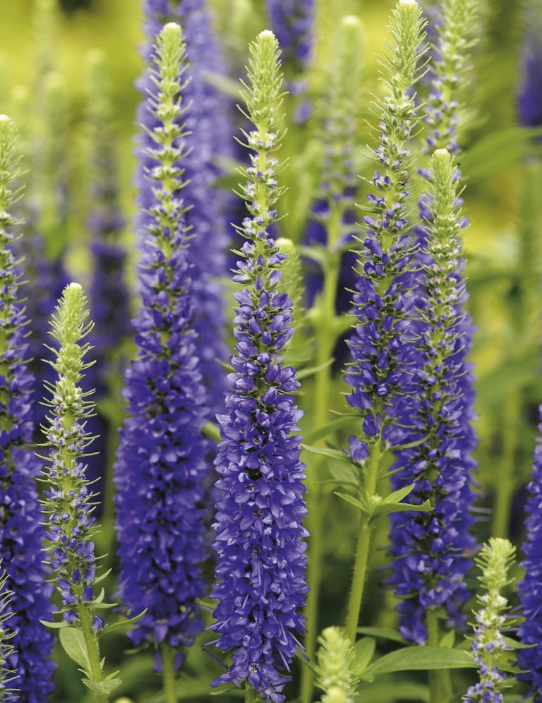 Veronica flowers and how to grow and care for them Dig It Right Dig It Right