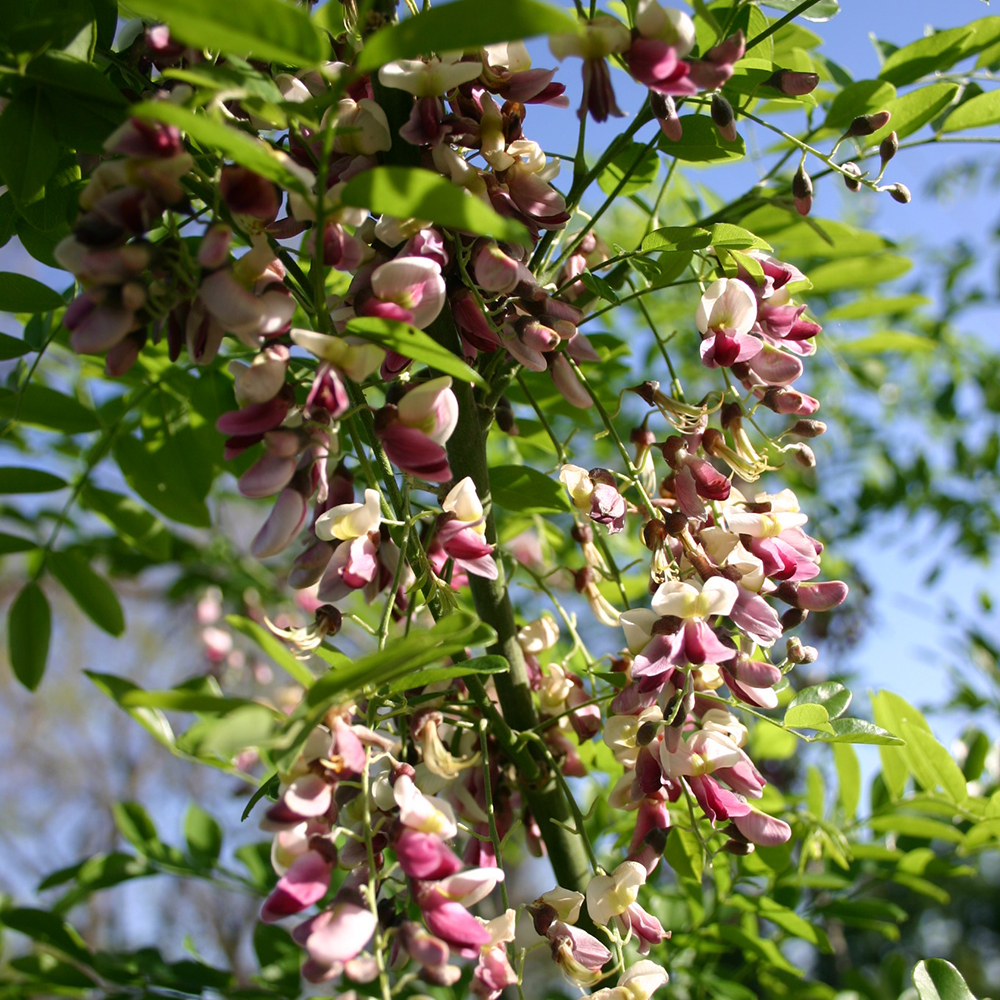 What you need to know about Eve's Necklace tree Dig It Right Dig It