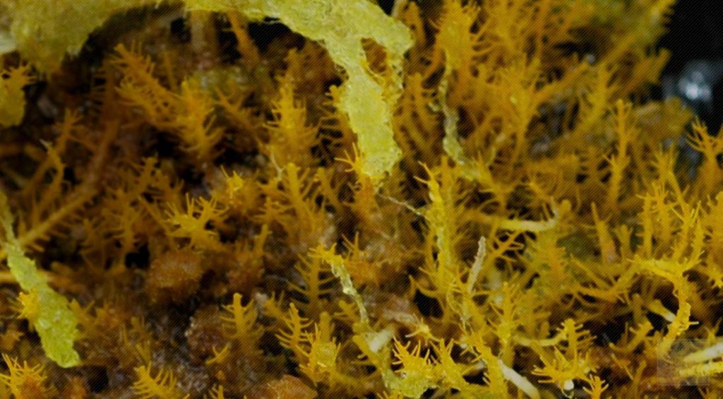 Using agar in some of your plants Dig It Right Dig It Right