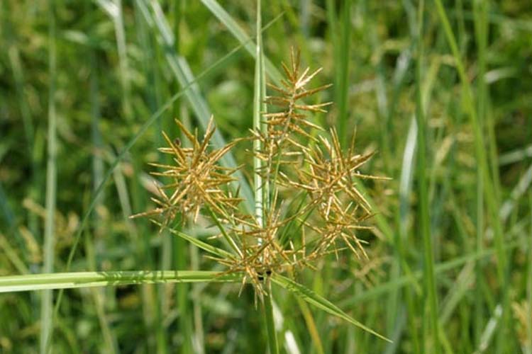 Controlling a fastspreading Yellow Nutsedge grass Dig It Right Dig
