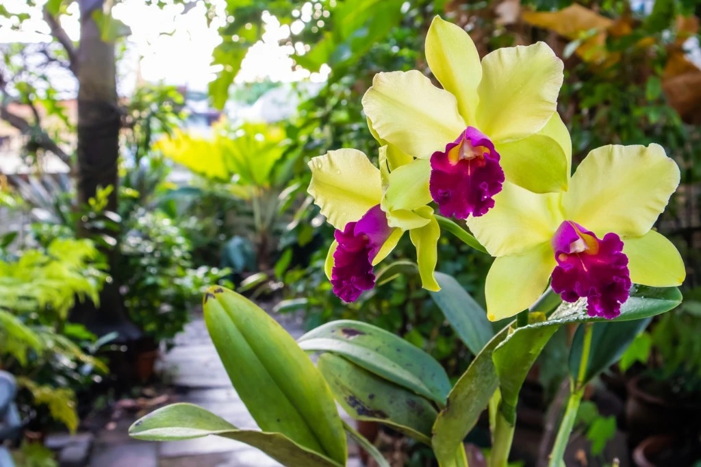 The essential orchid maintenance guide Dig It Right Dig It Right