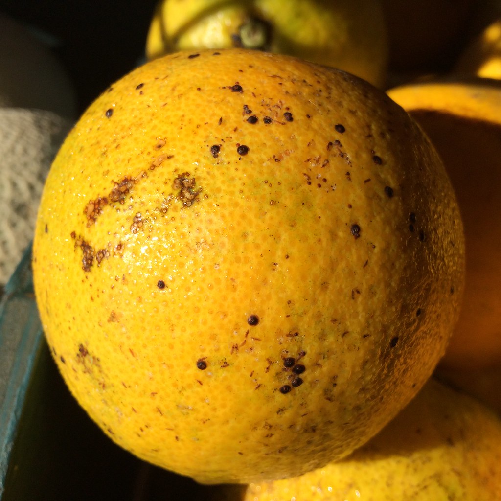 Scab Disease information Why do oranges have this? Dig It Right