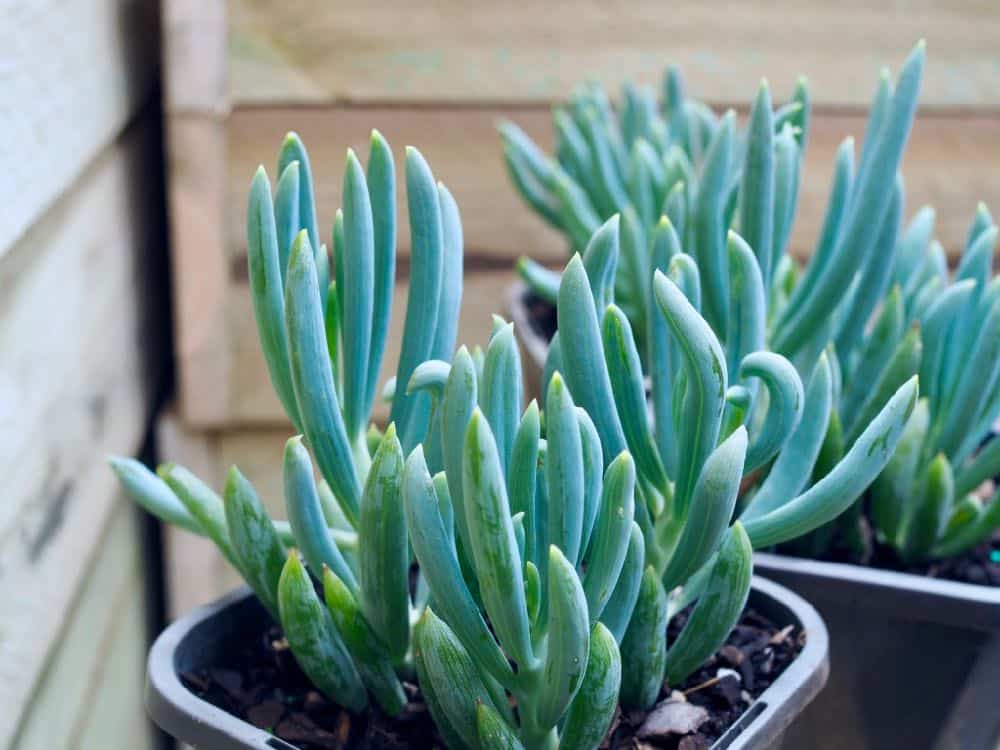 Blue Chalksticks; a perfect succulent to grow Dig It Right Dig It Right