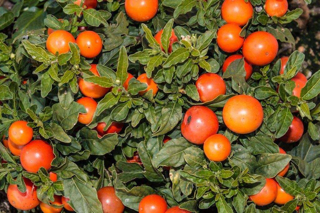 What is a Jerusalem Cherry and how can you grow them Dig It Right