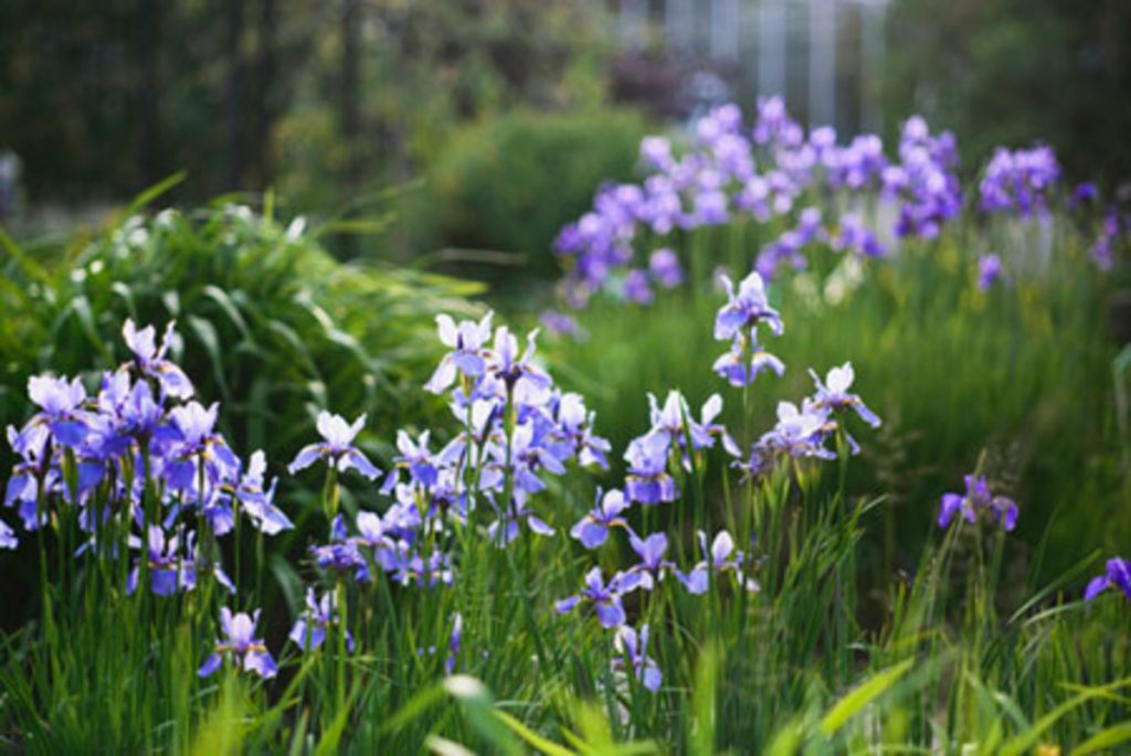 The very suitable companion plants for the Siberian Iris