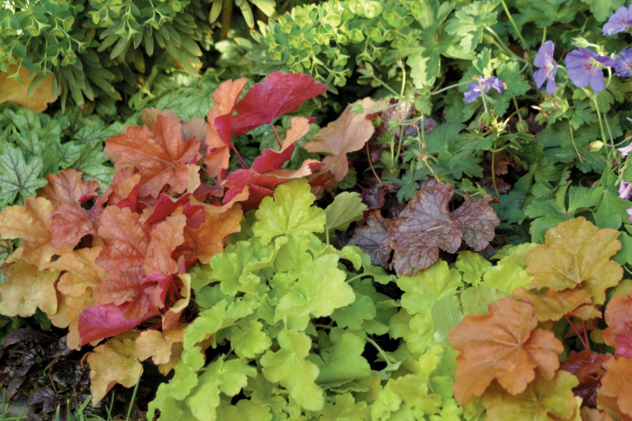 For a wonderful display, try to grow the Heuchera plant Dig It Right
