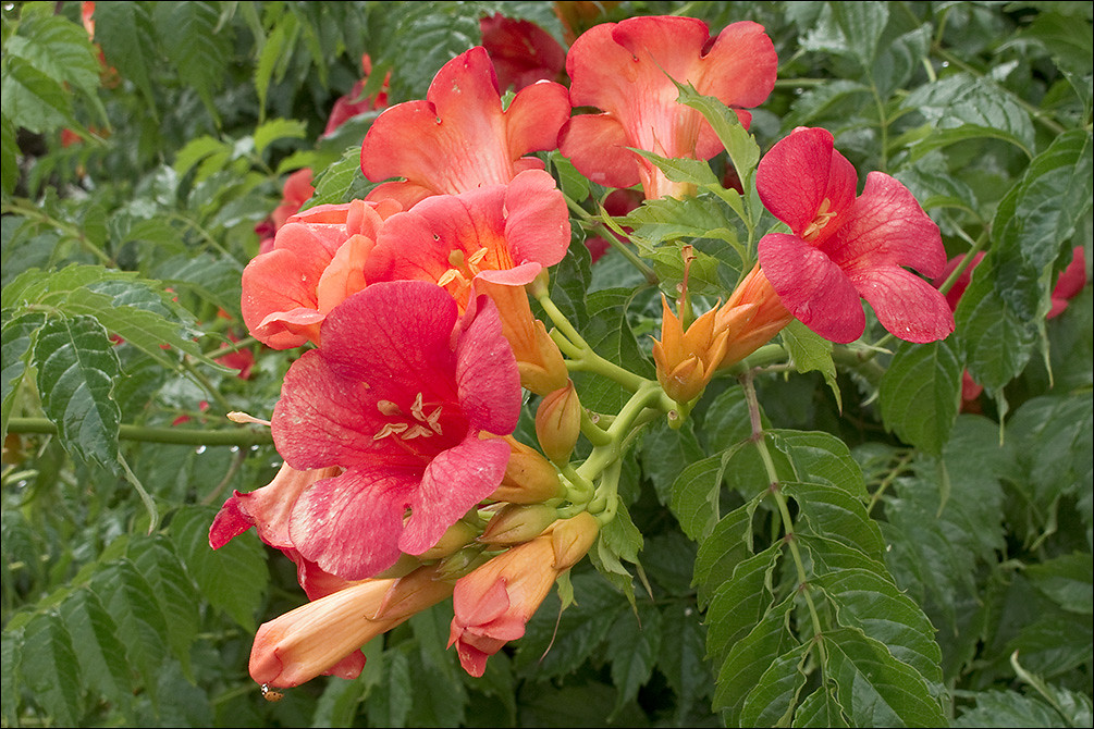 Time to grow some Chinese Trumpet vines around your backyard Dig It