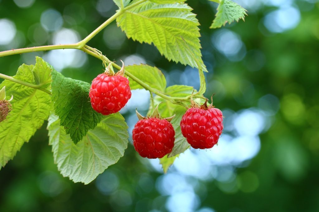 Time to prune your sweet Raspberry plants Dig It Right