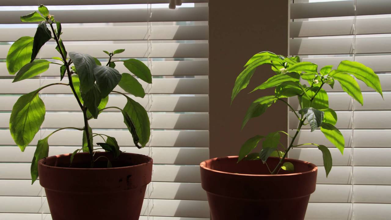 How to save a plant from totally dying Dig It Right Dig It Right