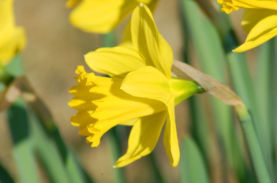 Keep your dogs away from these plants Dig It Right Dig It Right