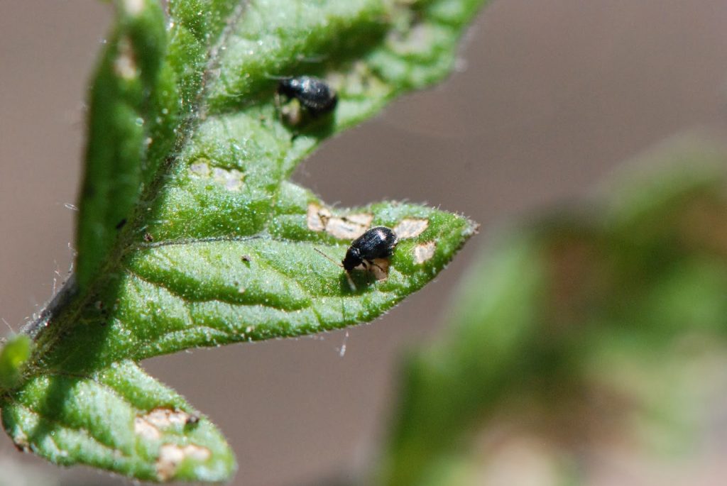 Solving the flea beetle problem in tomatoes - Dig It Right | Dig It Right