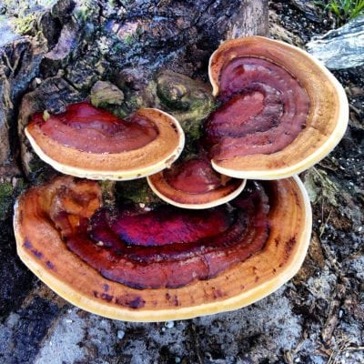 What causes citrus heart rotting - Dig It Right | Dig It Right