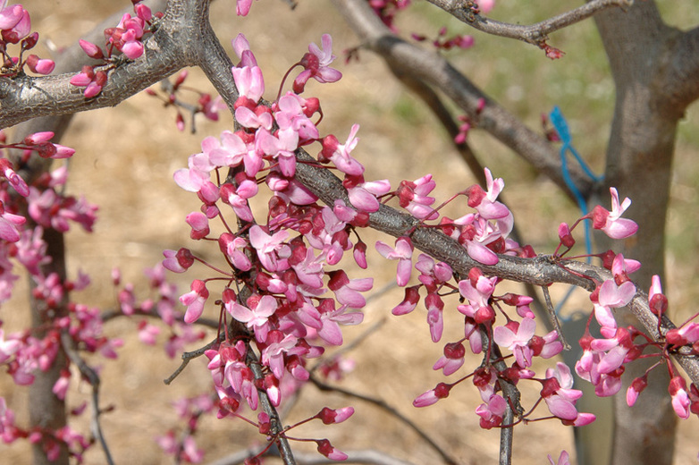 How to grow Redbud shrubs in your garden Dig It Right Dig It Right