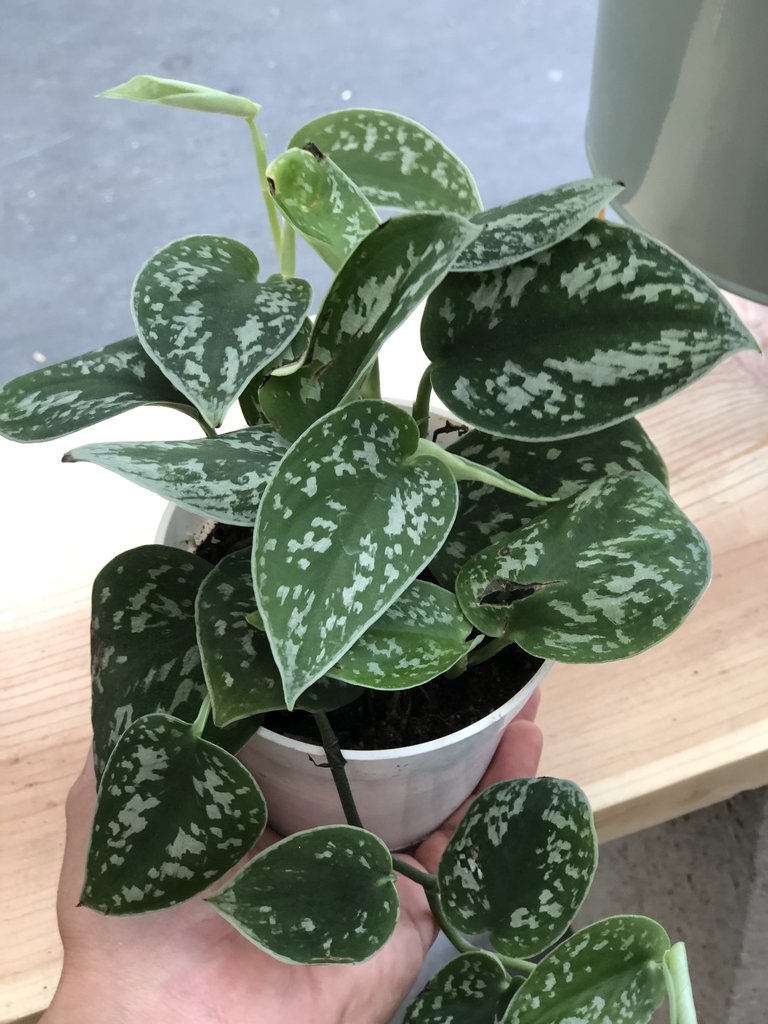 How to grow Pothos for an indoor foliage display Dig It Right Dig