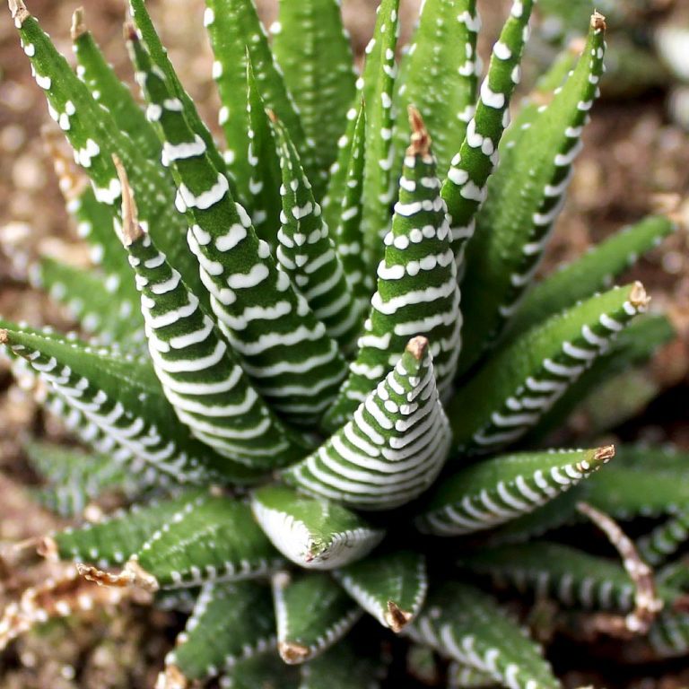 Growing Zebra Haworthia succulents and caring for them Dig It Right