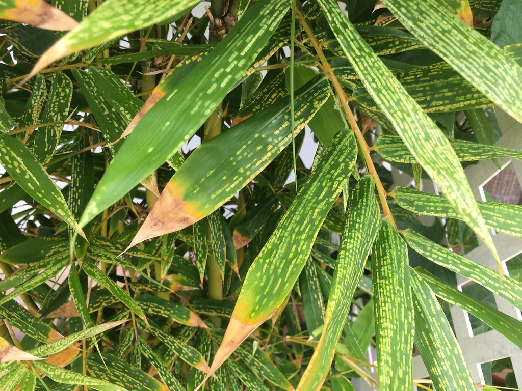 Bamboo mites; time to get rid of them! Dig It Right Dig It Right