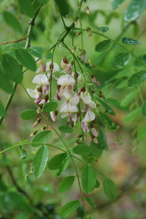 Low maintenance and easy to care; that's the Eve's Necklace tree Dig