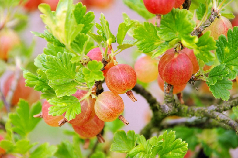 Edible Pixwell gooseberries on your backyard - Dig It Right | Dig It Right