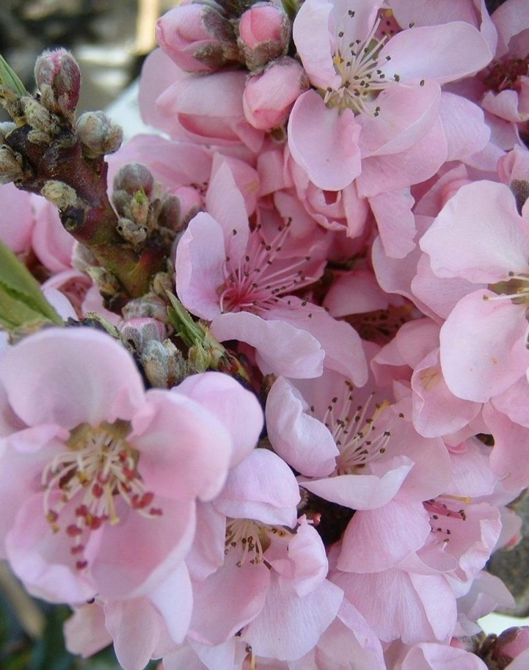 What is a Nectar Babe Nectarine tree? Dig It Right Dig It Right