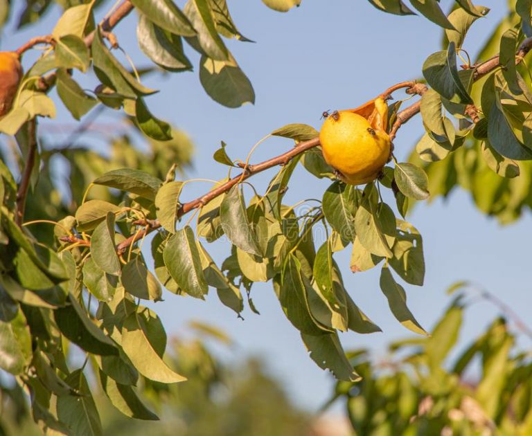 What to do when your Pear trees begin to rot Dig It Right Dig It Right