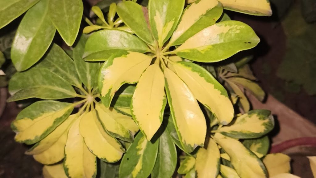 The best way to care for your plants on a hot weather Dig It Right